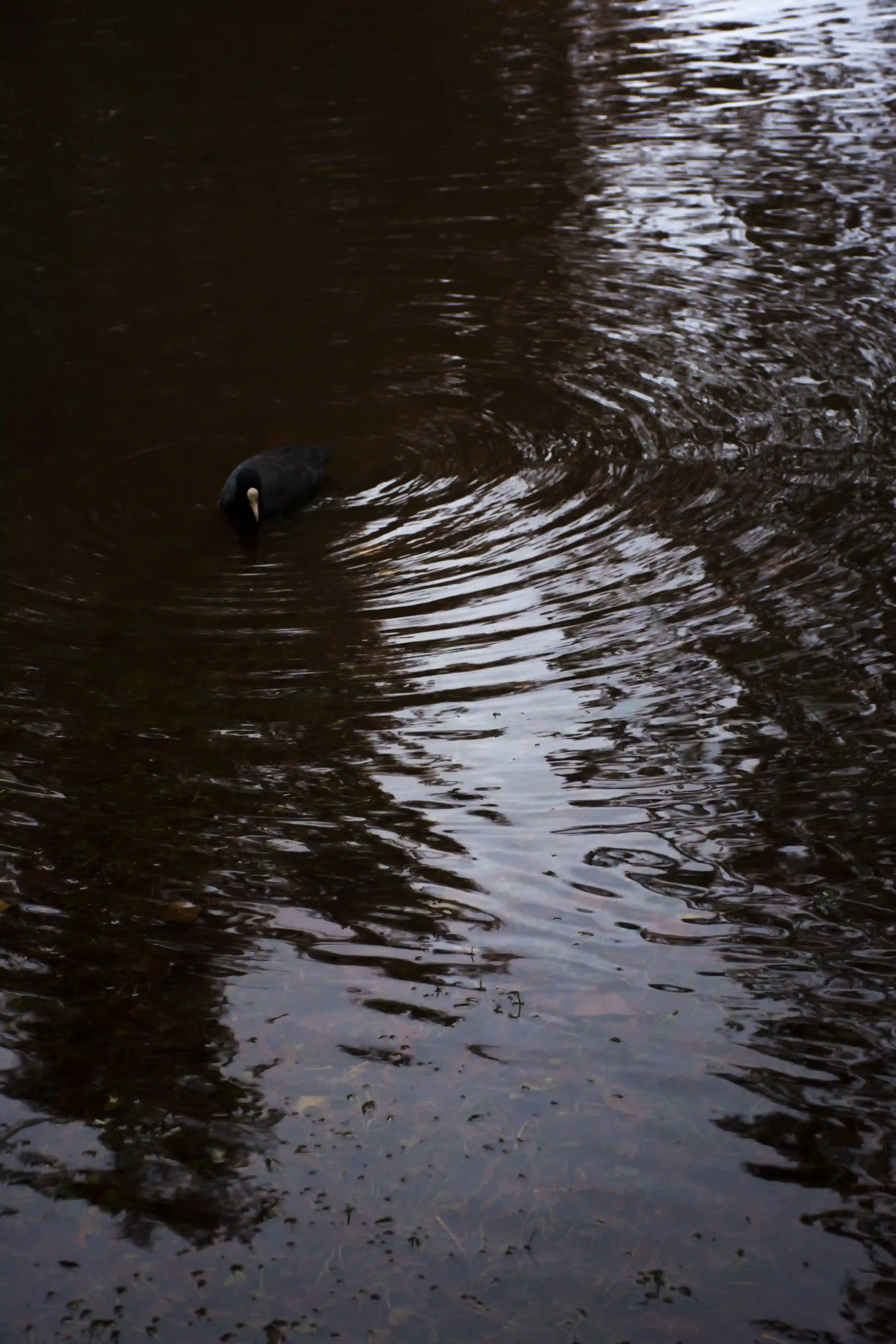 Dettaglio ravvicinato dell'acqua che ricopre la pavimentazione urbana di Locarno; riflessi e nuovi confini tra città e lago durante l'allagamento di Locarno