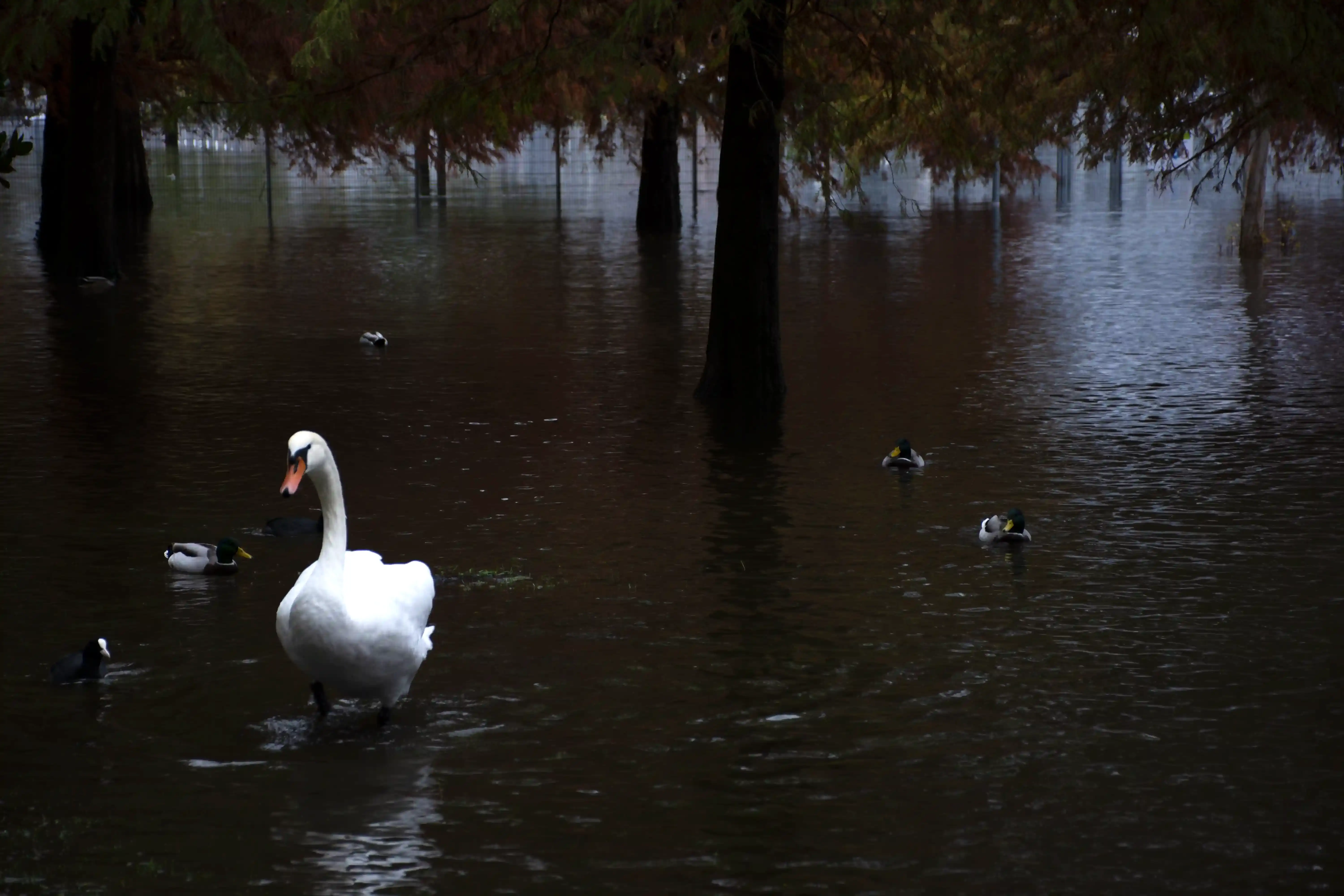 Scatto della serie fotografica 'Flood' a Locarno: l'architettura cittadina immersa nell'acqua, il cambiamento del paesaggio urbano dovuto all'esondazione del lago
